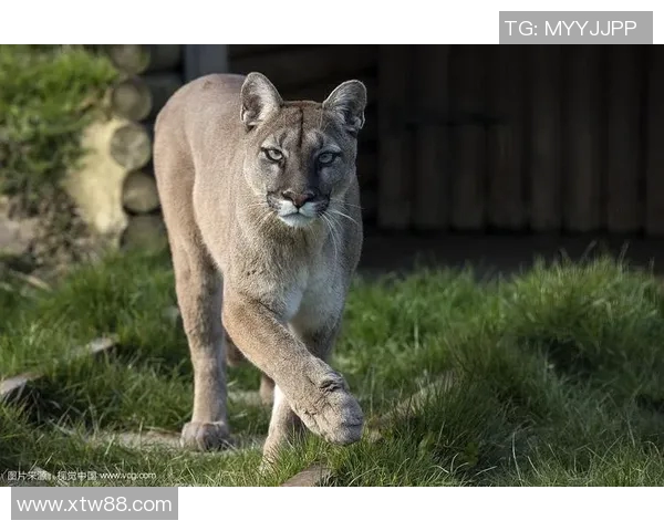老虎与美洲狮的王者之争谁才是真正的森林霸主
